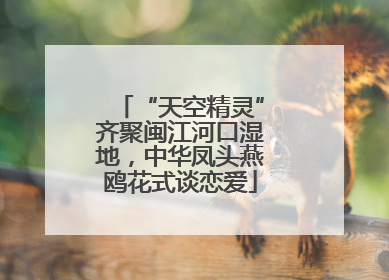 “天空精灵”齐聚闽江河口湿地，中华凤头燕鸥花式谈恋爱
