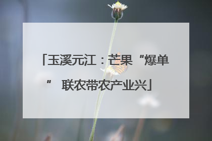 玉溪元江：芒果“爆单” 联农带农产业兴