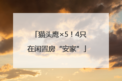 猫头鹰×5！4只在闲置房“安家”