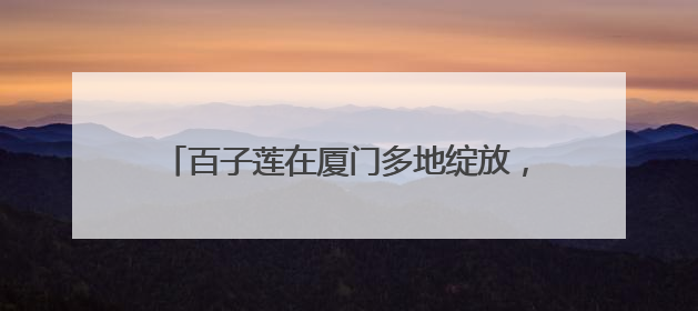 百子莲在厦门多地绽放，为盛夏增添清凉与诗意