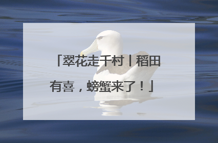 翠花走千村丨稻田有喜，螃蟹来了！
