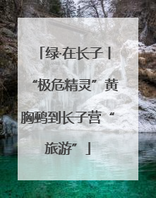 绿·在长子丨“极危精灵”黄胸鹀到长子营“旅游”