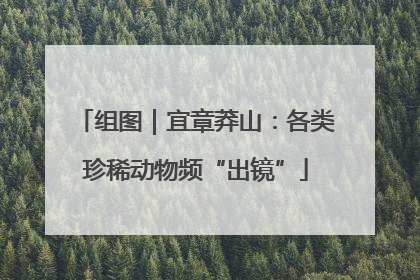 组图｜宜章莽山：各类珍稀动物频“出镜”