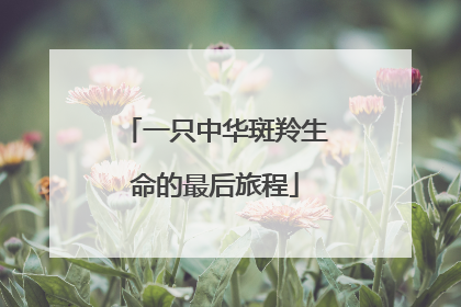 一只中华斑羚生命的最后旅程