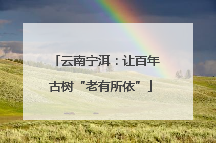 云南宁洱：让百年古树“老有所依”