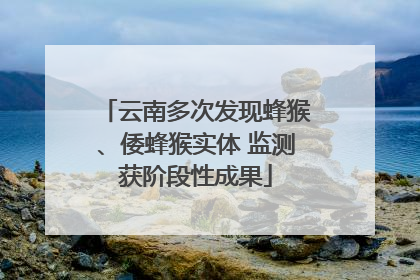 云南多次发现蜂猴、倭蜂猴实体 监测获阶段性成果
