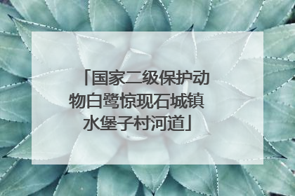 国家二级保护动物白鹭惊现石城镇水堡子村河道