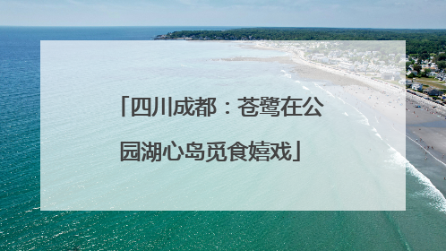 四川成都：苍鹭在公园湖心岛觅食嬉戏