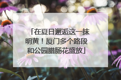 在夏日邂逅这一抹明黄！厦门多个路段和公园腊肠花盛放