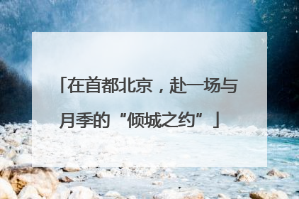 在首都北京，赴一场与月季的“倾城之约”