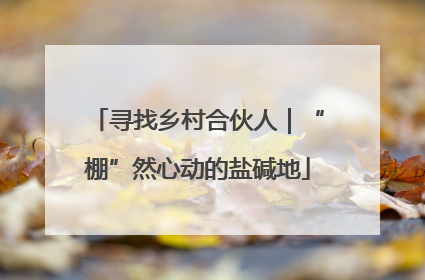 寻找乡村合伙人｜“棚”然心动的盐碱地