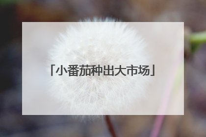 小番茄种出大市场