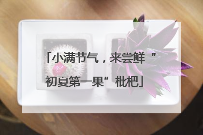 小满节气，来尝鲜“初夏第一果”枇杷