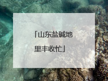 山东盐碱地里丰收忙