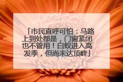 市民直呼可怕：马路上到处都是，门窗紧闭也不管用！白蚁进入高发季，但尚未达顶峰