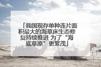 我国现存单种连片面积最大的海草床生态修复持续推进 为了“海底草原”更繁茂