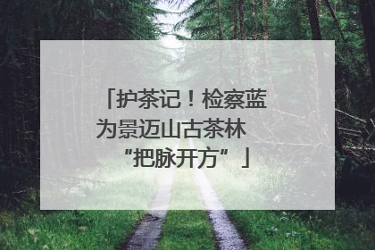 护茶记！检察蓝为景迈山古茶林 “把脉开方”