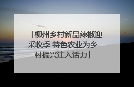 柳州乡村新品辣椒迎采收季 特色农业为乡村振兴注入活力