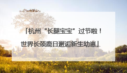 杭州“长腿宝宝”过节啦！世界长颈鹿日邂逅新生幼崽
