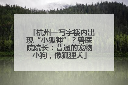 杭州一写字楼内出现“小狐狸”？兽医院院长：普通的宠物小狗，像狐狸犬