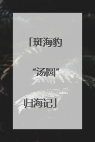 斑海豹“汤圆”归海记