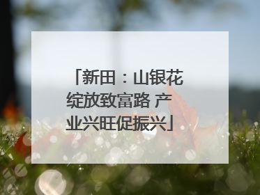 新田：山银花绽放致富路 产业兴旺促振兴