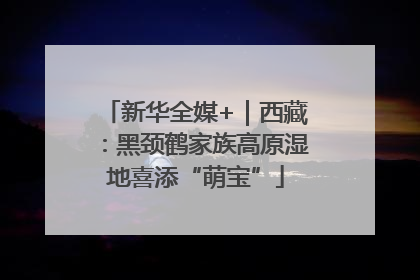 新华全媒+｜西藏：黑颈鹤家族高原湿地喜添“萌宝”