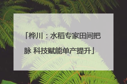 桦川：水稻专家田间把脉 科技赋能单产提升