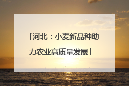河北：小麦新品种助力农业高质量发展