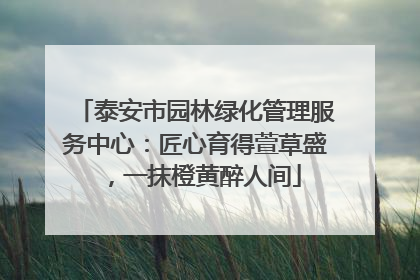 泰安市园林绿化管理服务中心：匠心育得萱草盛，一抹橙黄醉人间