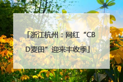 浙江杭州：网红“CBD麦田”迎来丰收季