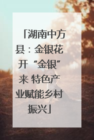湖南中方县：金银花开“金银”来 特色产业赋能乡村振兴