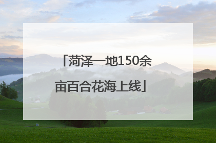 菏泽一地150余亩百合花海上线