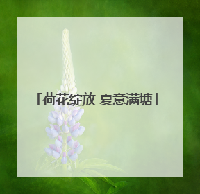 荷花绽放 夏意满塘