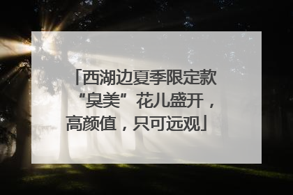 西湖边夏季限定款“臭美”花儿盛开，高颜值，只可远观