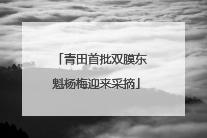 青田首批双膜东魁杨梅迎来采摘