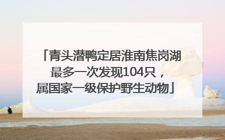 青头潜鸭定居淮南焦岗湖 最多一次发现104只，属国家一级保护野生动物