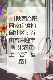 陕西合阳同家庄镇柏瑞社区：百亩杏园迎丰收 果农走上“杏”福路