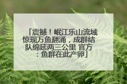 震撼！岷江乐山流域惊现万鱼翻涌，成群结队绵延两三公里 官方：鱼群在此产卵