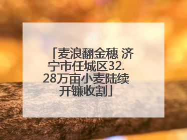 麦浪翻金穗 济宁市任城区32.28万亩小麦陆续开镰收割