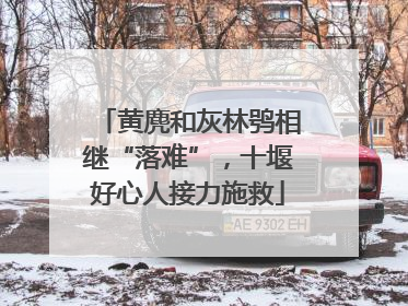 黄麂和灰林鸮相继“落难”，十堰好心人接力施救