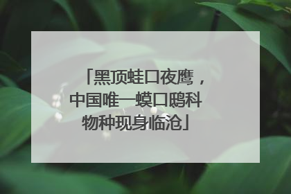 黑顶蛙口夜鹰，中国唯一蟆口鸱科物种现身临沧