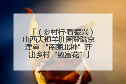 （乡村行·看振兴）山西天镇羊肚菌登陆京津冀 “南菌北种”开出乡村“致富花”