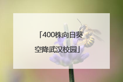 400株向日葵空降武汉校园